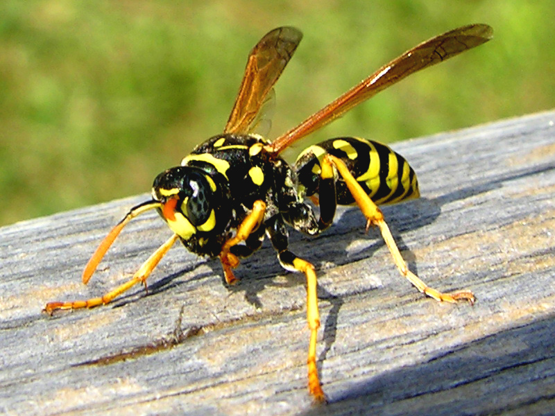 You are currently viewing Always Call Professionals to Remove a Wasp’s Nest