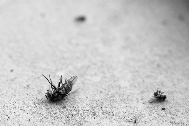 Read more about the article How To Pest Proof Your Home
