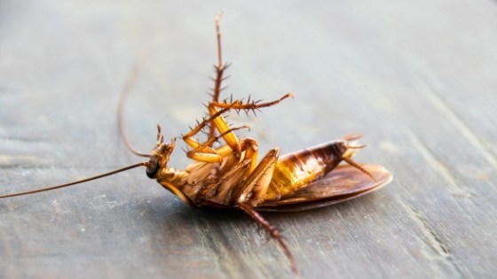 Read more about the article The Top Pests that Plague America and How to Deter Them