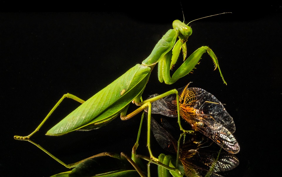 You are currently viewing Praying Mantises for Pest Control