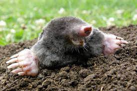 Read more about the article Mole Pest Control – How to Get Rid of Moles